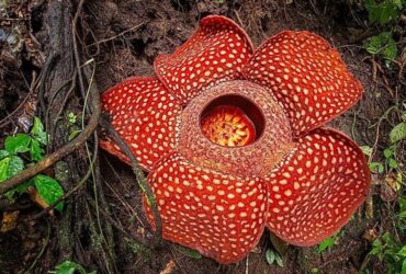 bunga raflesia