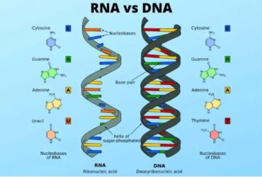 perbedaan dna dan rna