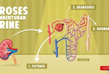 proses pembentukan urine